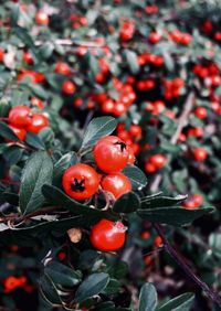 Close-up of red berries growing on tree