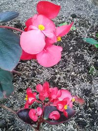 High angle view of crocus blooming outdoors