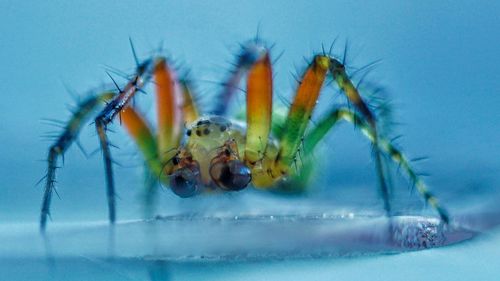 Close-up of insect