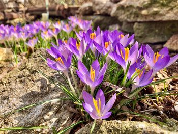 Close-up of purple crocus flowers on field