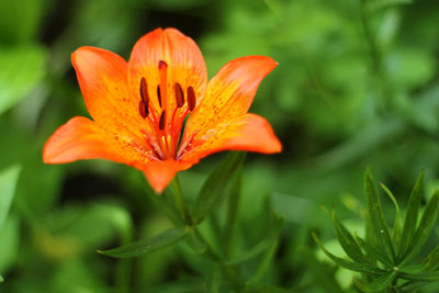 Close-up of orange lily