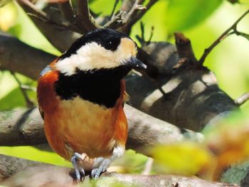 Close-up of bird perching on branch