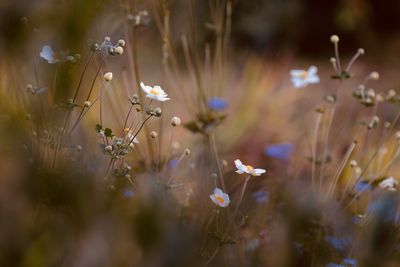 Close-up of purple flowering plants on land