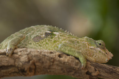 Chameleon beautiful animals in world