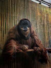 Monkey sitting on wood at zoo