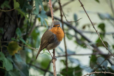 Close-up of bird perching on plant