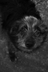 Close-up portrait of dog