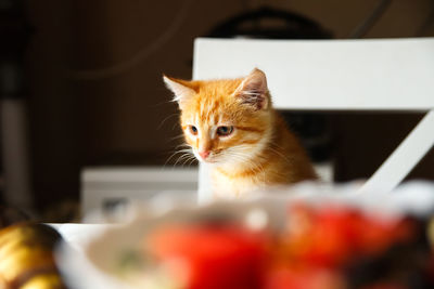 pet