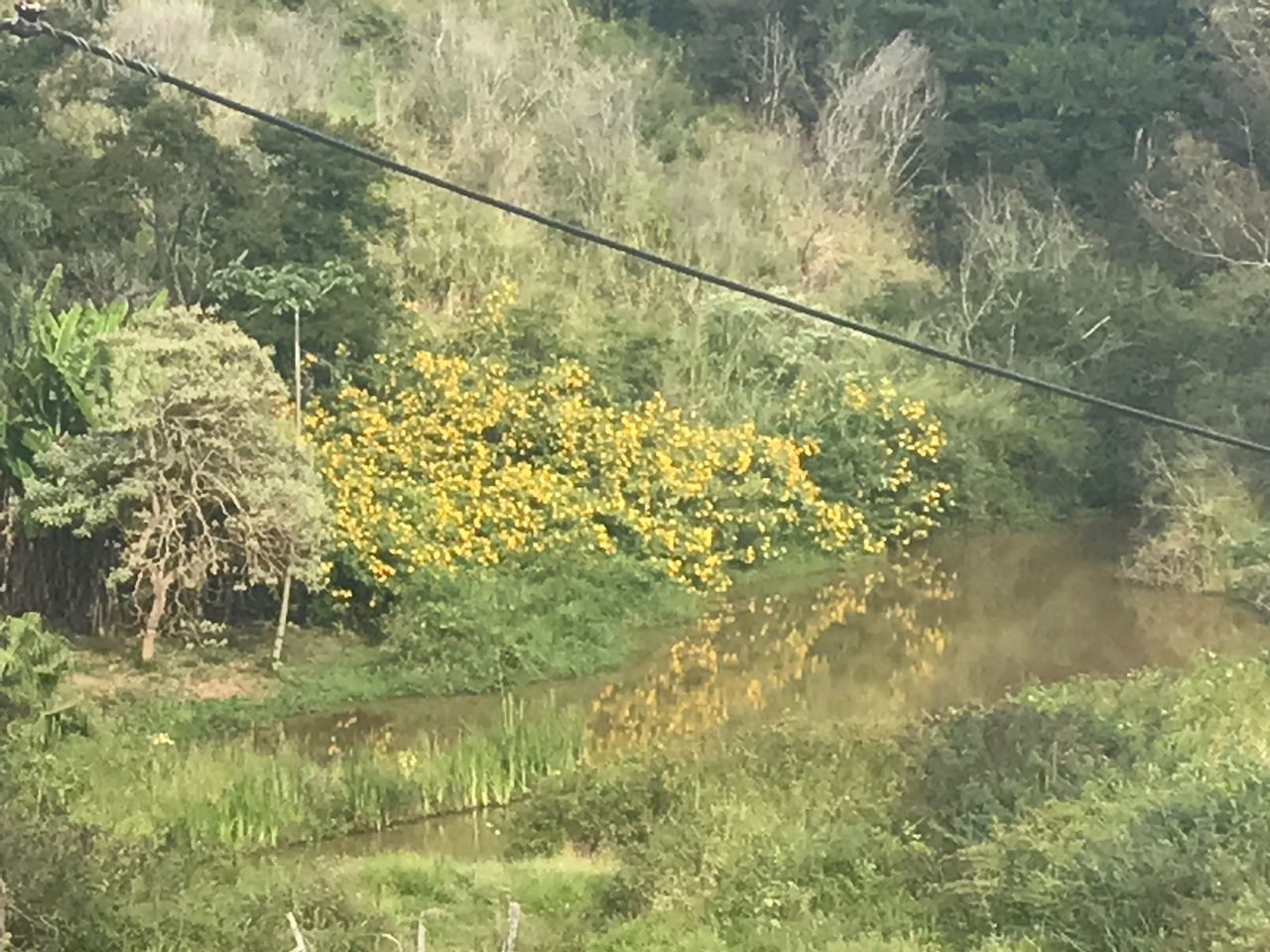 PLANTS ON FIELD