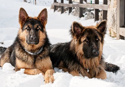 Portrait of dog in snow