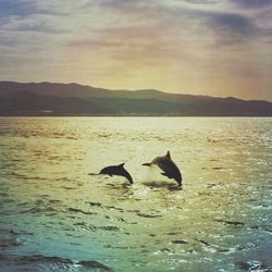 Dolphins swimming in sea against sky