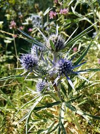 Close-up of thistle blooming outdoors