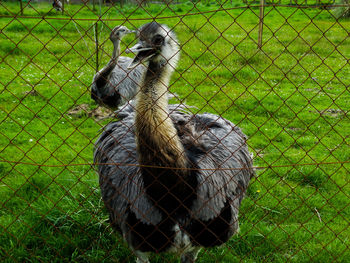 Close-up of a bird on field