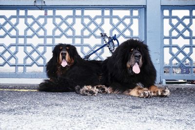 Portrait of dog sitting outdoors