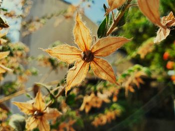 Close-up of butterfly pollinating on flower