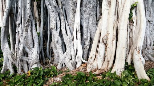 Full frame shot of tree trunk