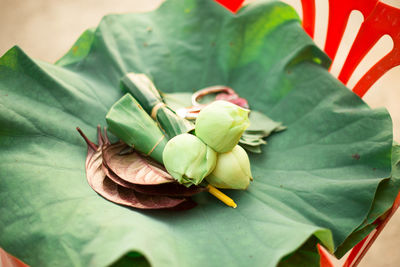 High angle view of succulent plant leaves