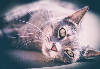 Close-up portrait of cat