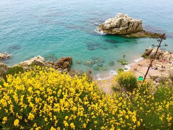 Yellow flowers in sea