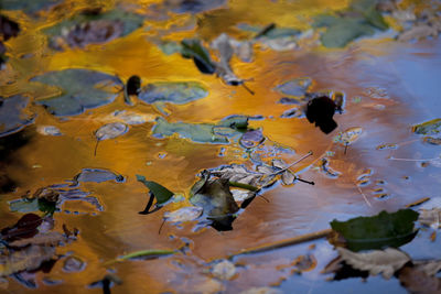 Close-up of leaves in water