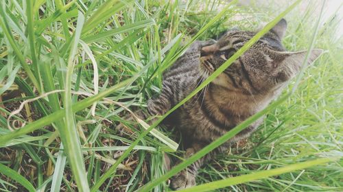 High angle view of cat on field