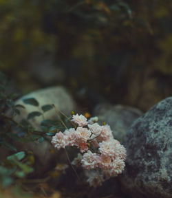 Close-up of flowers blooming outdoors