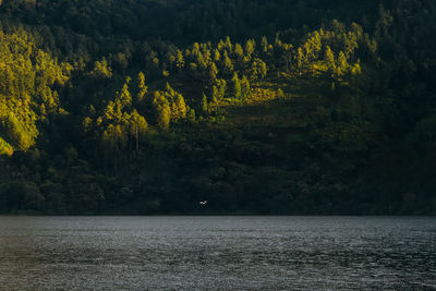 Scenic view of forest