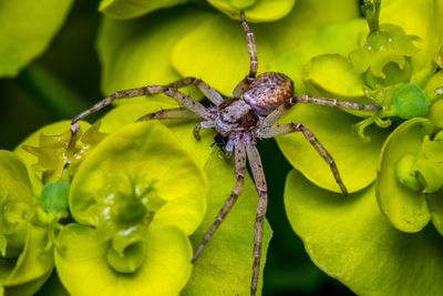 Close-up of spider on plant