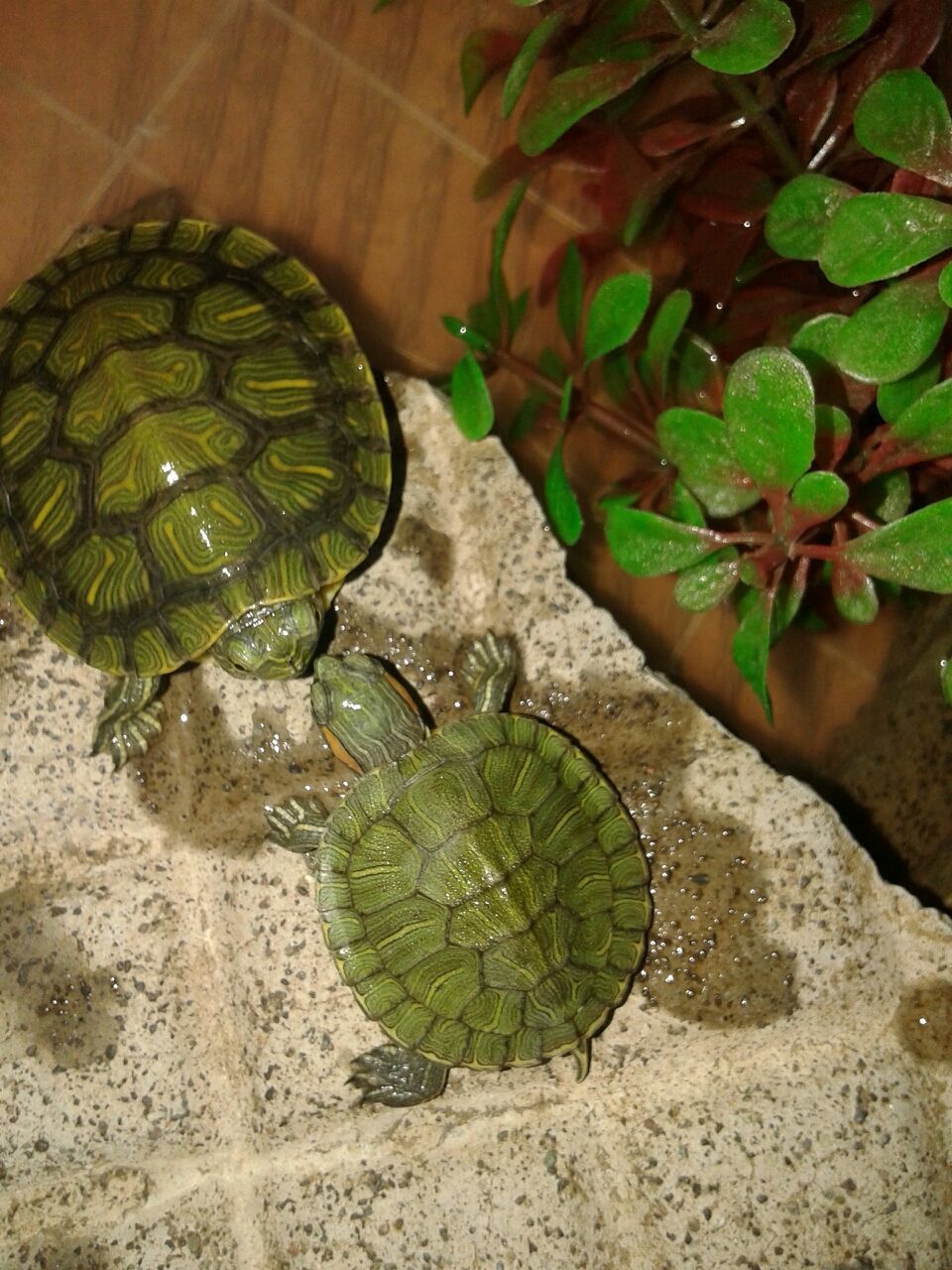 leaf, green color, animal themes, high angle view, one animal, animals in the wild, nature, reptile, wildlife, close-up, water, plant, day, no people, outdoors, natural pattern, turtle, frog, reflection, pond