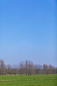 Scenic view of field against clear blue sky