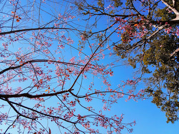 Low angle view of cherry blossoms against blue sky