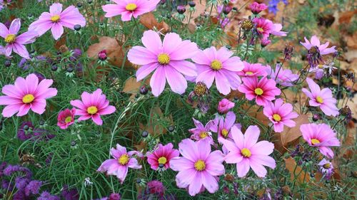 High angle view of pink flowering plants on field