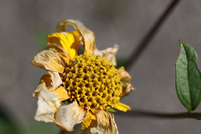 Close-up of wilted flower