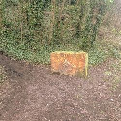 Close-up of grass on field