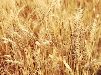 Close-up of wheat field