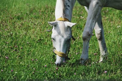 Low section of horse on field