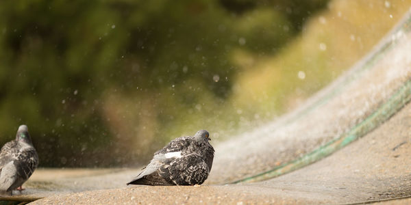 Pigeon shaking off water on footpath