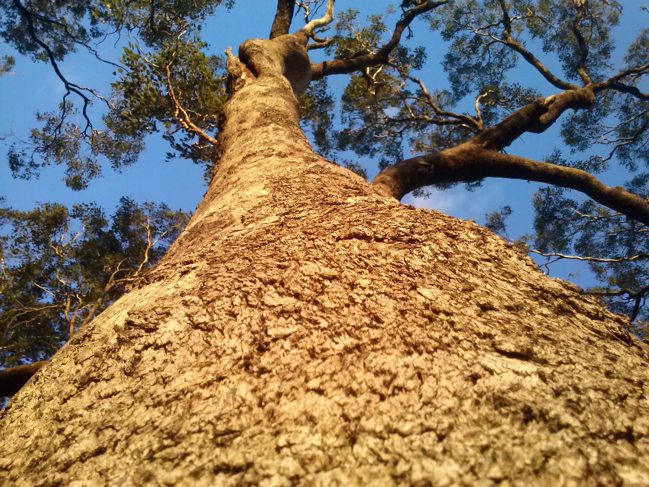 tree, low angle view, clear sky, nature, branch, sky, tranquility, growth, tree trunk, beauty in nature, textured, day, sunlight, no people, outdoors, bark, tranquil scene, scenics, brown, close-up