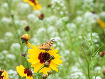 Close-up of butterfly pollinating on yellow flower