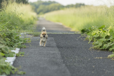 Dog standing on road in city