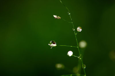 Close-up of water drops on plant