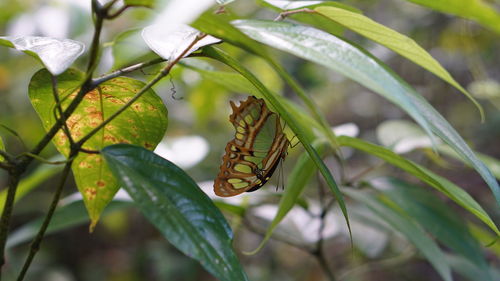 Close-up of butterfly on leaf