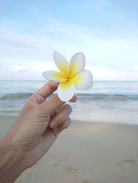 Cropped hand holding frangipani at beach against sky