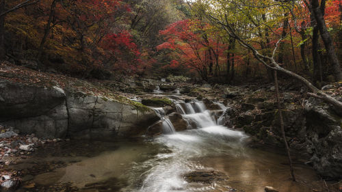 Stream flowing through rocks in forest