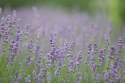 Close-up of purple flowers growing on field