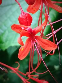 Close-up of red flower