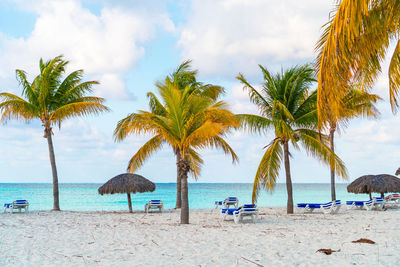 Palm trees on beach against sky