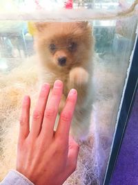 Close-up of dog with hand on window