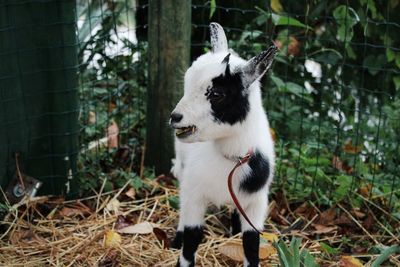 Close-up of a goat eating