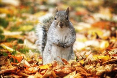 Close-up of squirrel on field